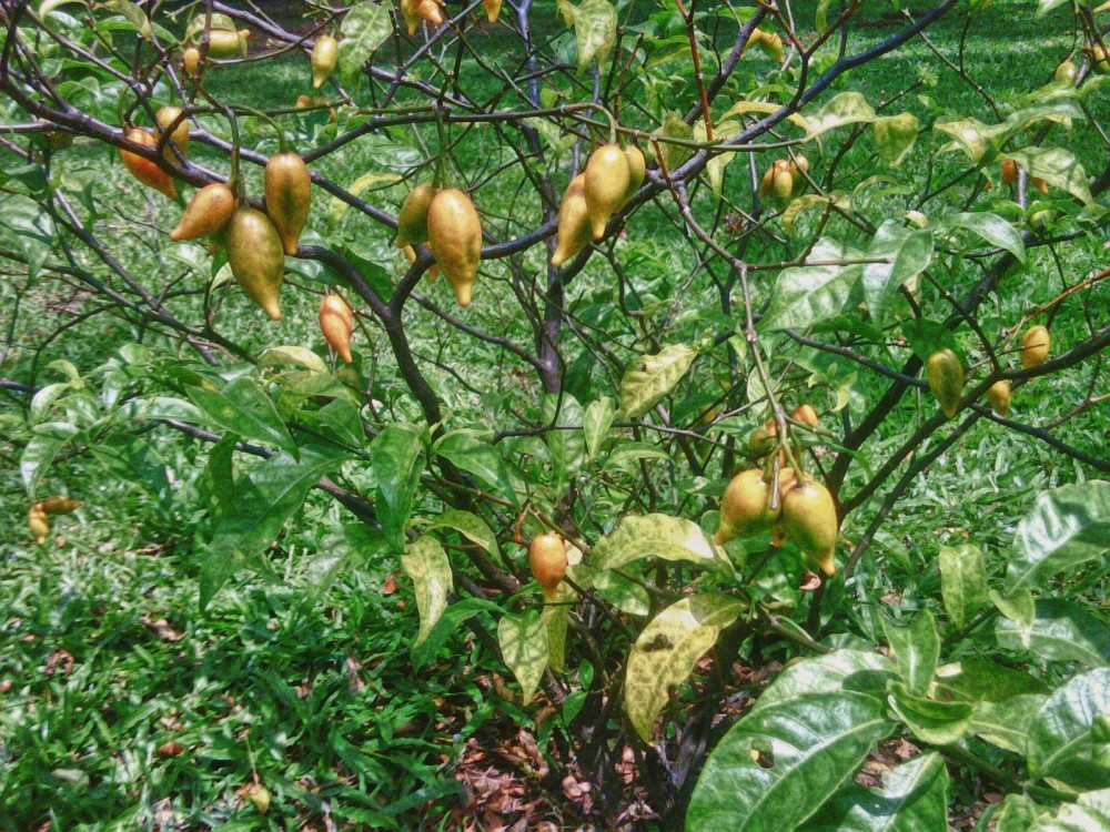 Iboga Culture: How This Psychedelic Plant Became a National Treasure and Therapeutic Trend