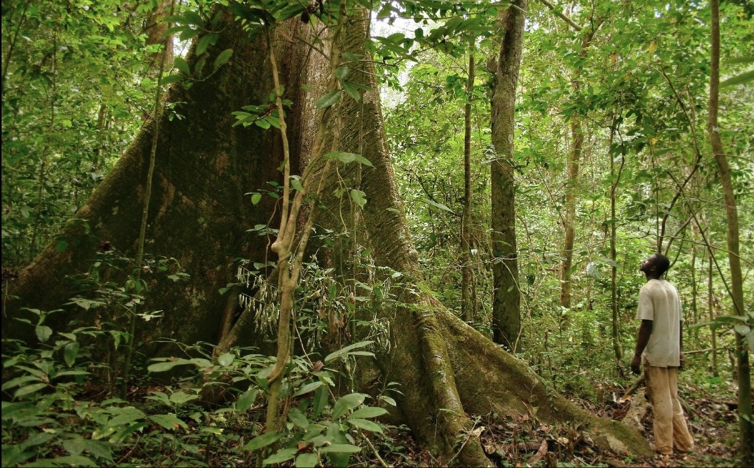 Voacanga: An Alternative, Sustainable Source of Ibogaine Treatment