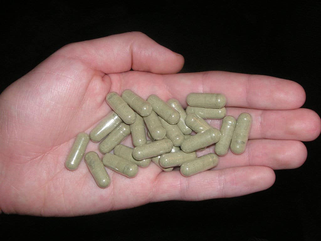 While kratom leaves have historically been chewed, it is also commonly consumed in capsules or as a powder dissolved in a liquid like fruit juice. | Image source: Wikimedia Commons via user Psychonaught
