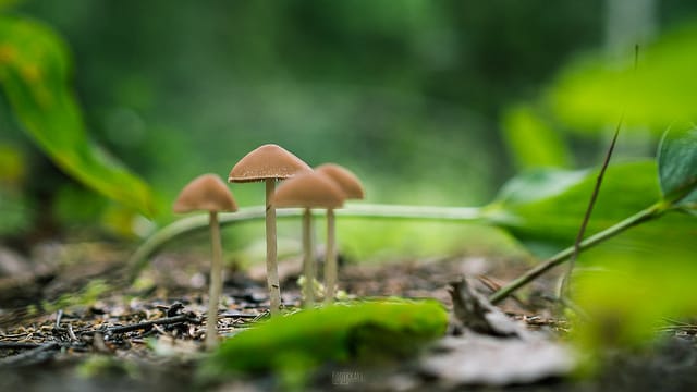 Exploring Psilocybin Therapy as a Treatment for Seasonal Affective Disorder (SAD)