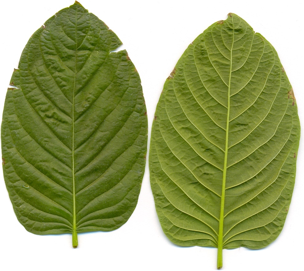 Congress Wants More Power To Ban Drugs—Kratom Could Be Next