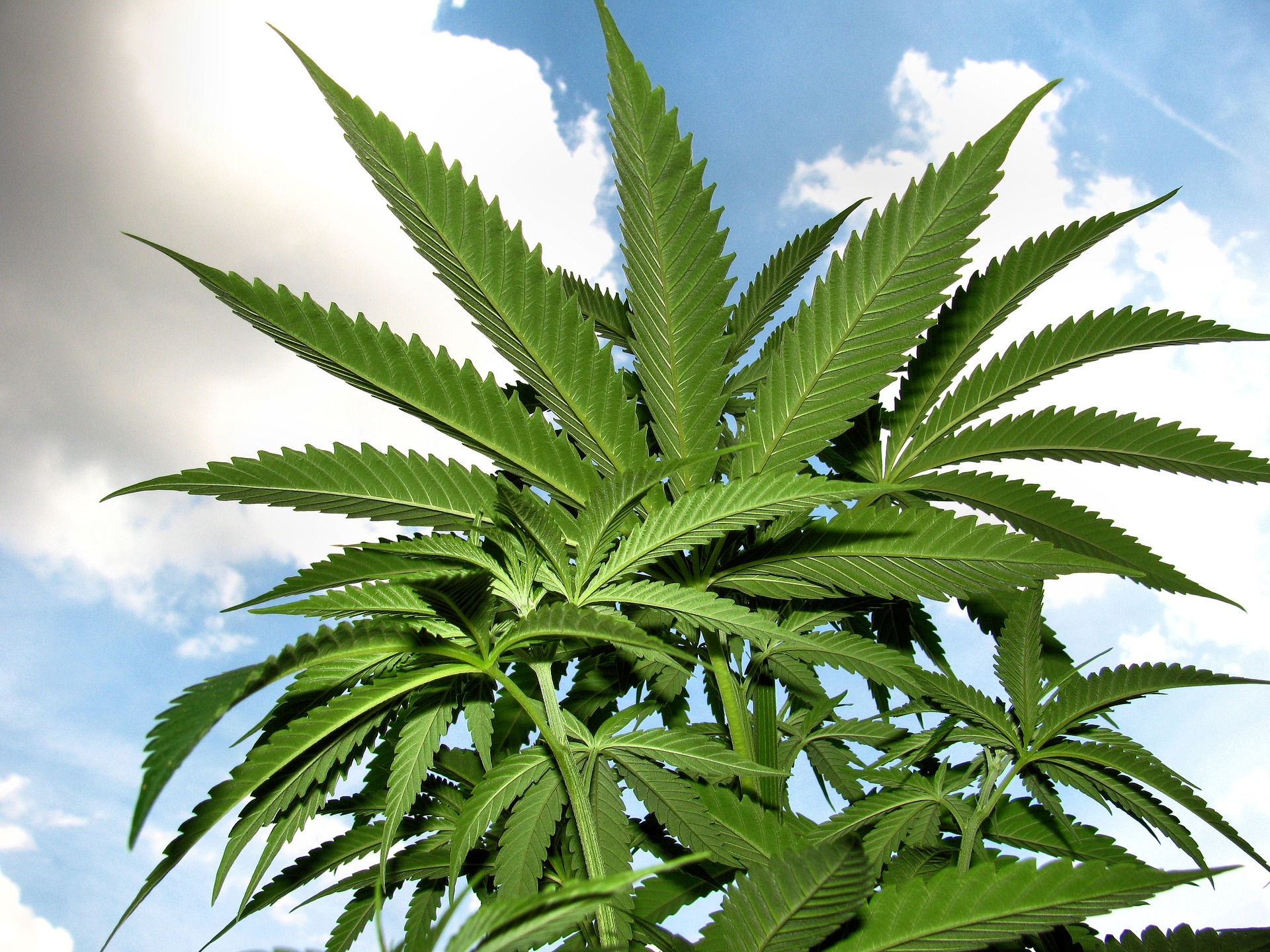 Last Week In Cannabis—Five Marijuana Stories You Might Have Missed