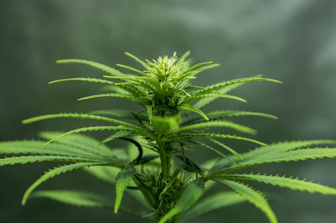 Last Week in Cannabis — IRS Abuse, Weed Banks, And Putting Pot Up Your Butt