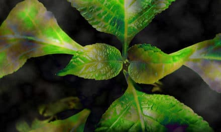 The Strange Realm of Salvia Research