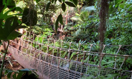 How Medical Science Grapples with Psychedelic Plants like Ayahuasca and Ibogaine: A Conversation with Professor David Nutt